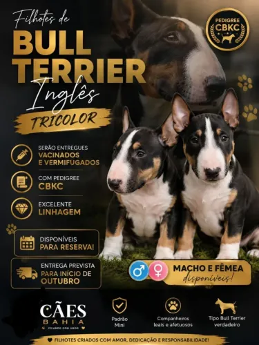 Lindíssimos filhotes de Bull Terrier Inglês Pedigree CBKC