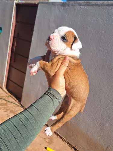 Filhote de Boxer