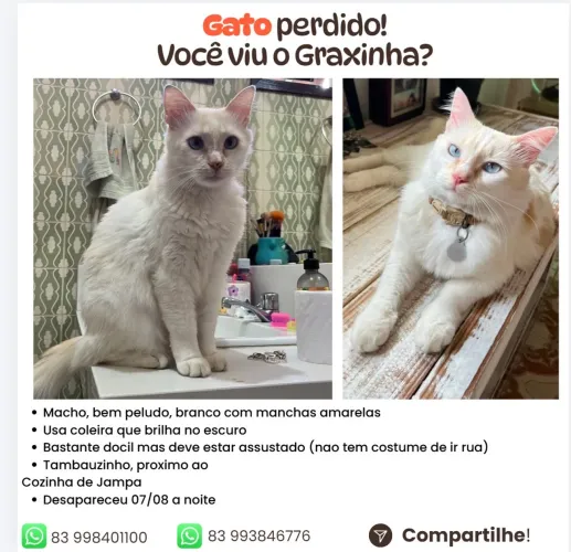 Procura se Gato Branco!