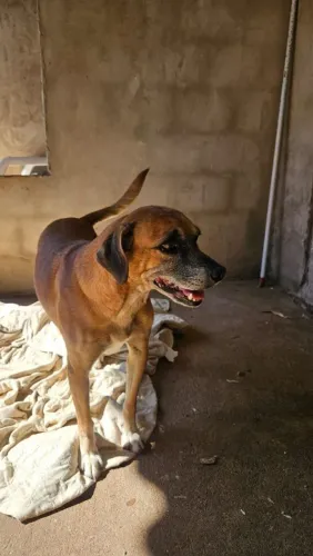 Doação de cachorro