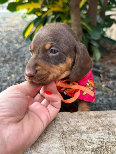 Cofap salsicha dachshund teckel varias cores (leia a descrição)