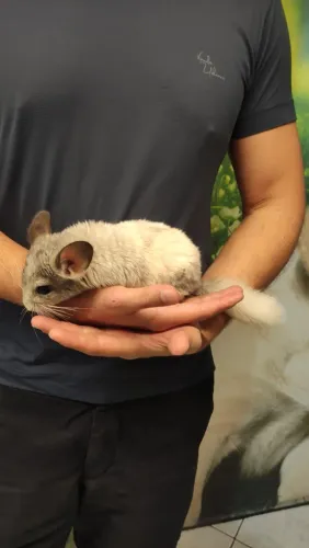 Chinchila macho filhote