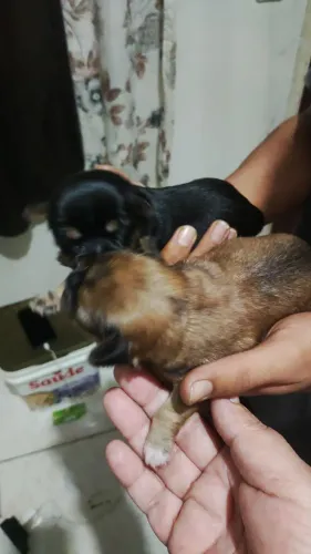 Filhotes de Shitzu com Yorkshire