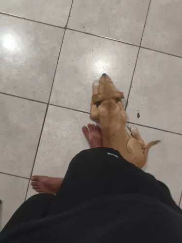 Cachorro