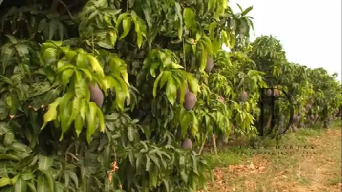 Fazenda 2.300ha em Curaçá-BA | Entre o Asfalto e o Rio São Francisco | Pronta para Produzi
