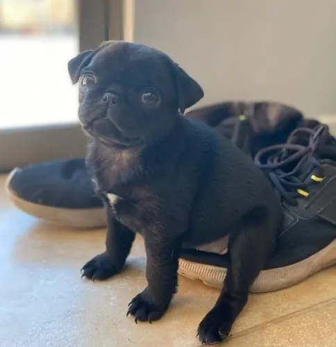 Filhote pug, Patinhas pequenas, amor infinito!