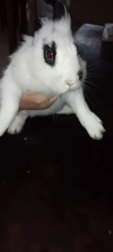 Coelhos