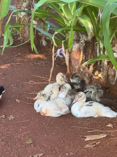 Pato+gaiola