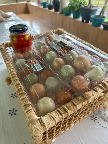 Ovos caipiras legítimos - para consumos e também férteis para chocadeira 