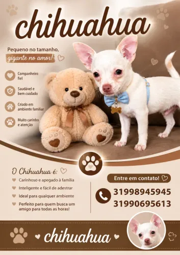 Chihuahua macho albino