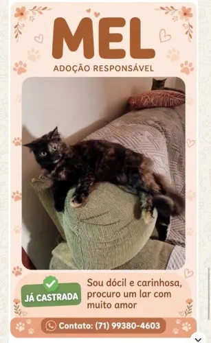Gata