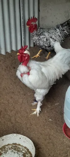 Galos saudáveis da raça caipira pesadão, pescoço pelado, carijo, Rhodia, místico indio gig