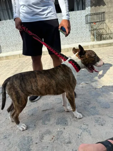 Bulterrier