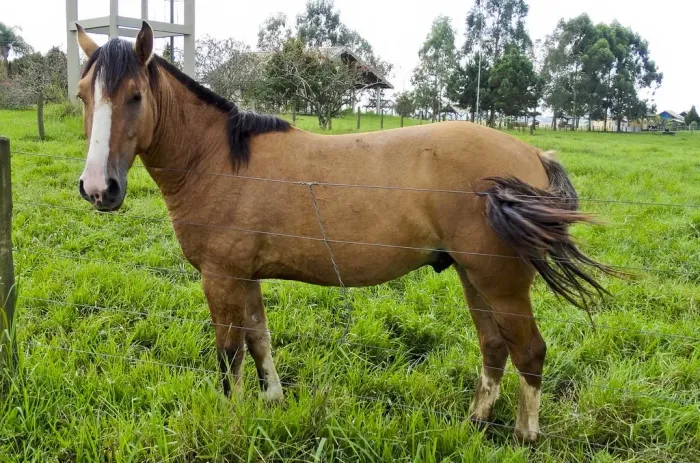 Doando cavalo urgente