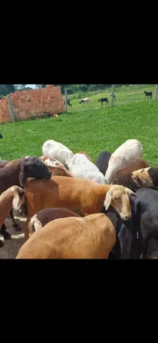 Carneiros Abatidos