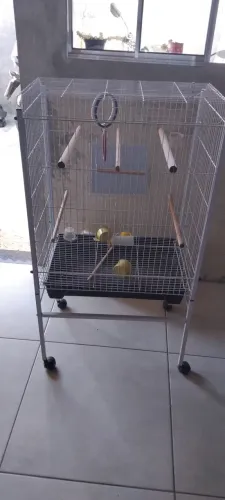 Criadouro para calopsitas