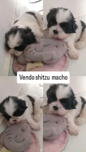 Vendo Shitzu 