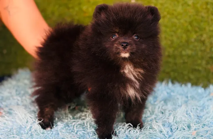 Spitz alemão 