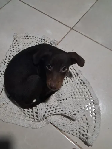 Cachorro porte médio para adoção 