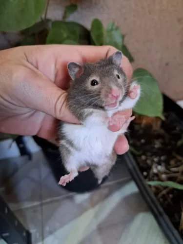 hamster sirio