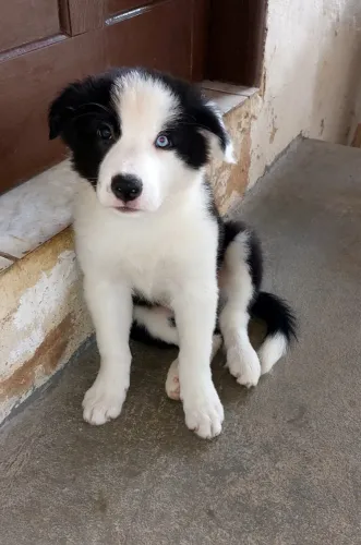 Filhotes Border Collie Machos - Pais c/ Pedigree - 1 com Heterocromia