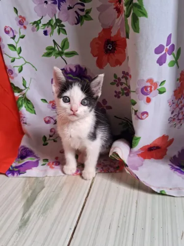 Gatinho para doação 