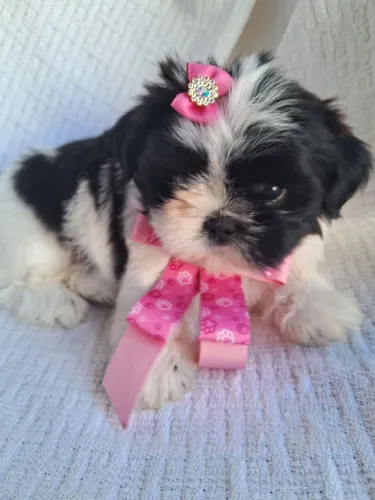 Linda Fêmea Shih Tzu