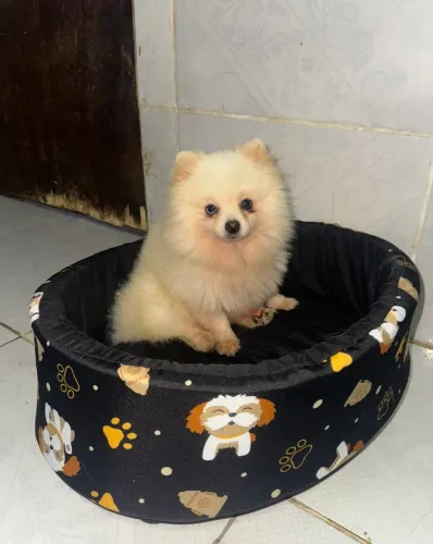 Lulu da pomerania anão para cruza 