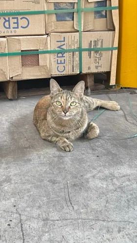 DOAÇÃO GATINHAS
