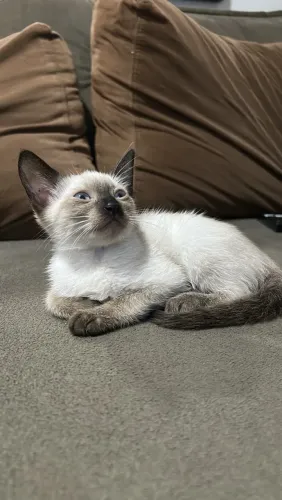 Doação de gatos filhotes