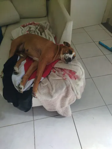 Linda fêmea 