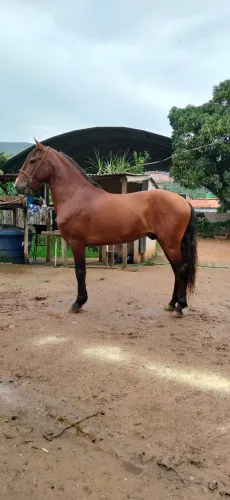 Cavalo a venda