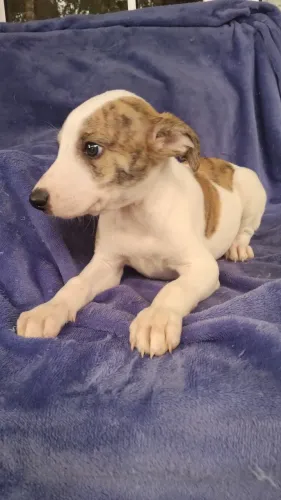 Filhotes de Whippet