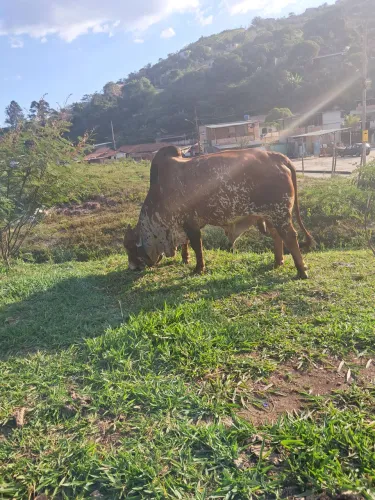 Gado gir