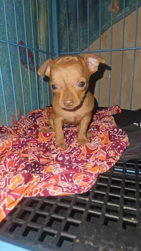 Pinscher Femea Caramelo zero 0 