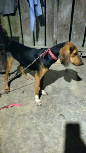Cachorra Americana