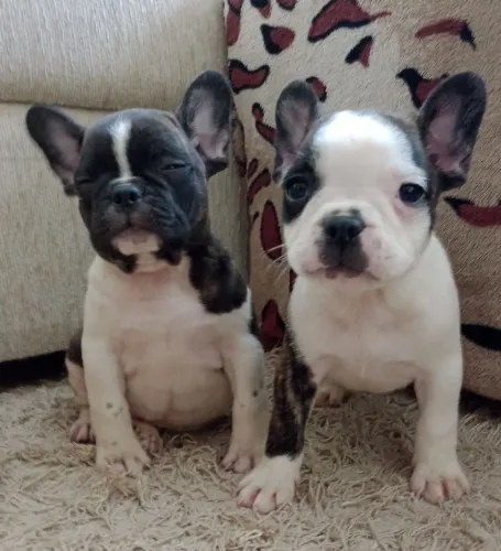 Bulldog Francês : Garantia na compra Alto Padrão 