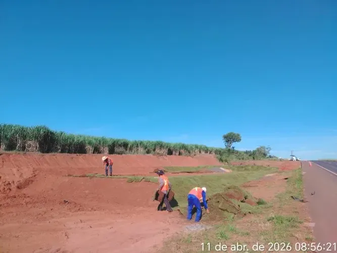 Grama Esmeralda Melhor Custo Benefício