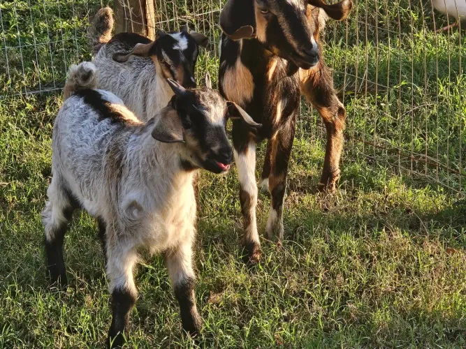 Mini cabra