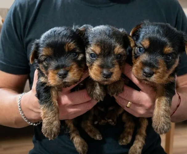 Lindos filhotes de yorkshire 