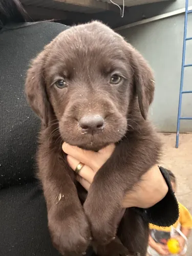Filhotes de Labrador disponíveis!