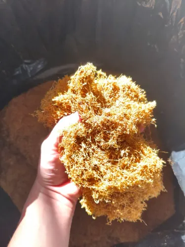 Cor Tabaco Virgínia Gold Destalado no KG ( Sabores diversos )