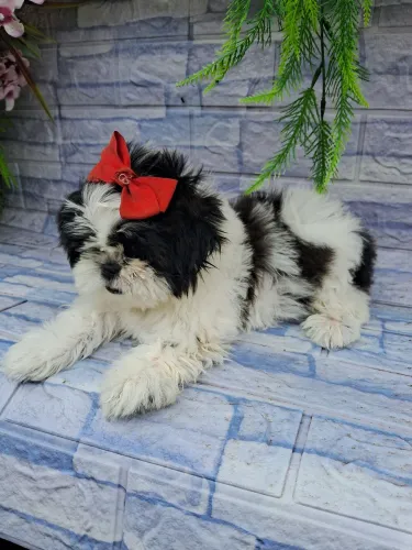 Shitzu alto padrão