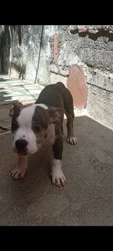Animais 