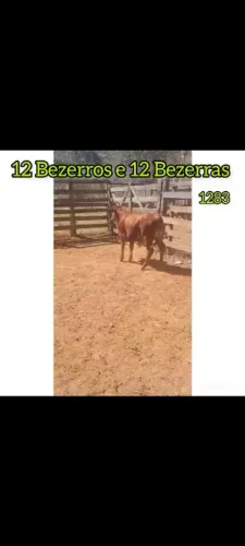 12 Bezerros e 12 Bezerras Senepol