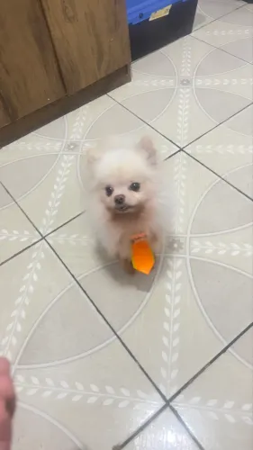 Lulu procura fêmea
