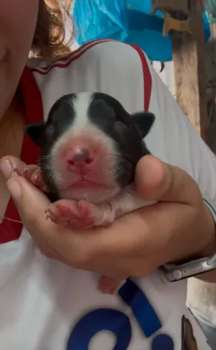 Filhotes de Border Collie