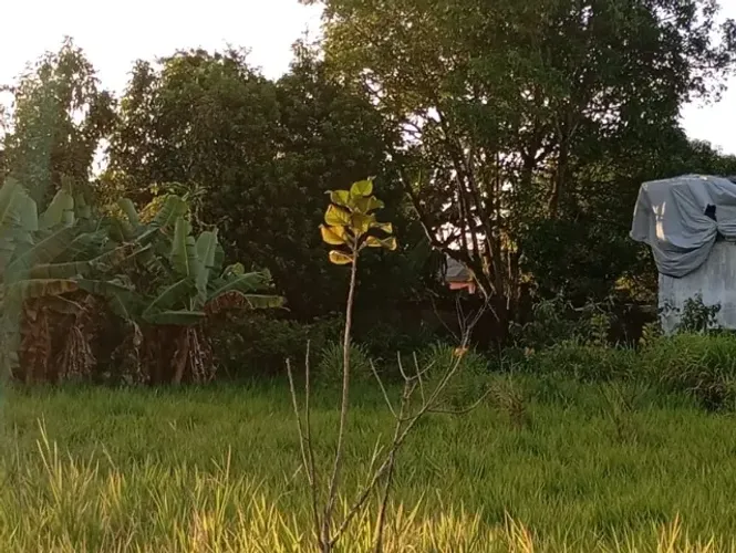 Terreno 1.410 m² na cidade Universitária