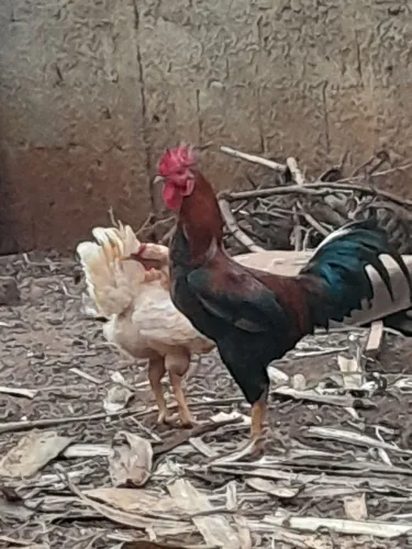 Vendo galinha caipira