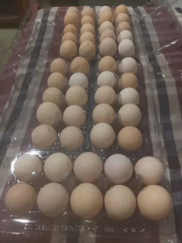 OVOS DE GALINHA GSB